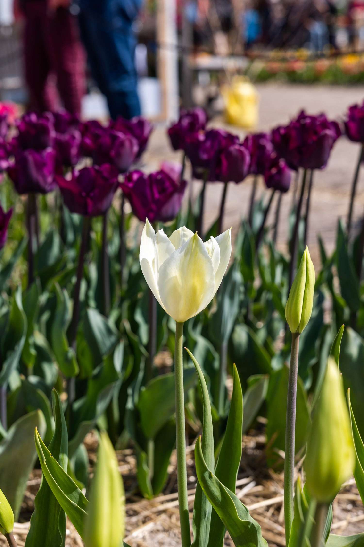 Tulppaani 'White Triumphator'